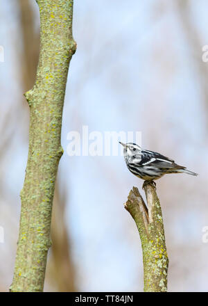 Eine Migration von schwarz-weißen Warbler Sitzstangen auf einer Flechte bewachsenen Baumstumpf Colonel Samuel Smith Park in Toronto, Ontario. Stockfoto