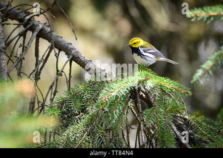 Ein Black-throated Green Warbler Pausen auf einer Kiefer Colonel Samuel Smith Park in Toronto, Ontario, während der Migration. Stockfoto