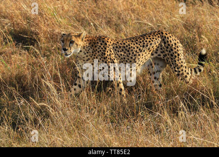 Gepard Acinonyx jubatus weiblichen dünn und hungrige Raubtier wandern im hohen Gras Masai Mara National Reserve Kenia Ostafrika Stockfoto