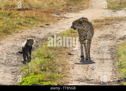 Gepard Acinonyx jubatus Mutter und Baby Kätzchen glücklich zusammen, Masai Mara National Reserve Kenia Ostafrika Stockfoto