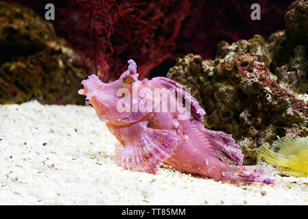 Weedy Drachenköpfe swimming Fish Tank unterwasser Aquarium/Rhinopias frondosa Leaf scorpion Fisch Stockfoto