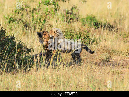 Gepard Acinonyx jubatus Mutter und niedlichen Baby cub Kätzchen kuscheln spielen Masai Mara National Reserve Kenia Ostafrika grünes Gras Stockfoto