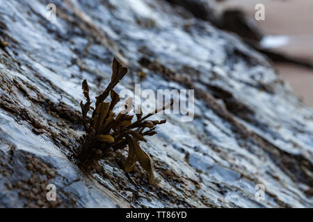 Algen "Fucus' auf einer abfallenden Felsen, der Ebbe unbedeckt. Kann als Hintergrund verwendet werden. Stockfoto