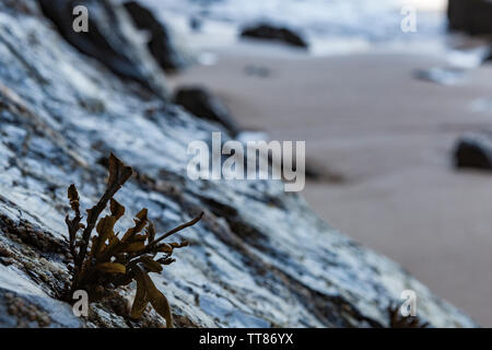 Algen "Fucus' auf einer abfallenden Felsen, der Ebbe unbedeckt. Kann als Hintergrund verwendet werden. Stockfoto