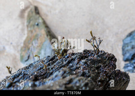 Algen "Fucus' auf einem Felsen, der Ebbe unbedeckt. Kann als Hintergrund verwendet werden. Stockfoto