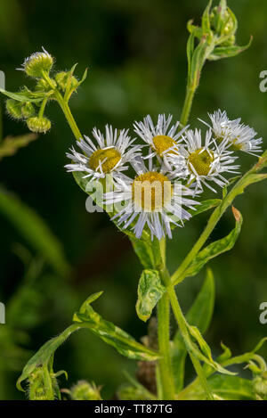 Jährliche fleabane/Eastern daisy Berufskraut (Erigeron annuus/Aster annuus) in Blume Stockfoto