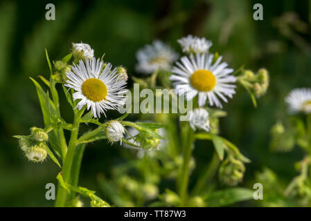 Jährliche fleabane/Eastern daisy Berufskraut (Erigeron annuus/Aster annuus) in Blume Stockfoto