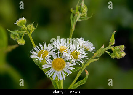 Jährliche fleabane/Eastern daisy Berufskraut (Erigeron annuus/Aster annuus) in Blume Stockfoto