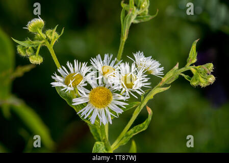 Jährliche fleabane/Eastern daisy Berufskraut (Erigeron annuus/Aster annuus) in Blume Stockfoto