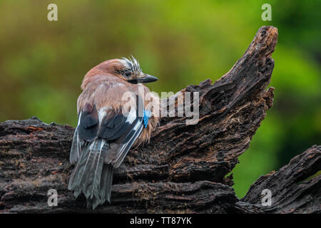 Klatschnass eurasischen Jay/Europäischen Eichelhäher (Garrulus glandarius/Corvus glandarius) ruht auf Baumstumpf im Wald nach regenguss Stockfoto
