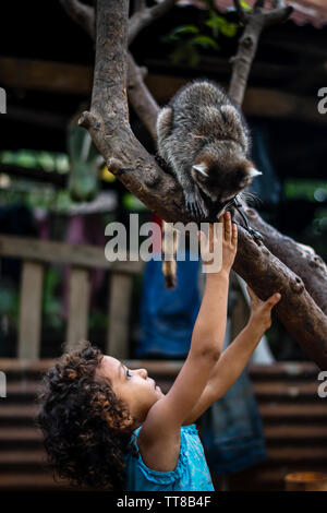 Junge lateinische Mädchen spielen mit ihrem Haustier Waschbär im guatemaltekischen Dorf Stockfoto