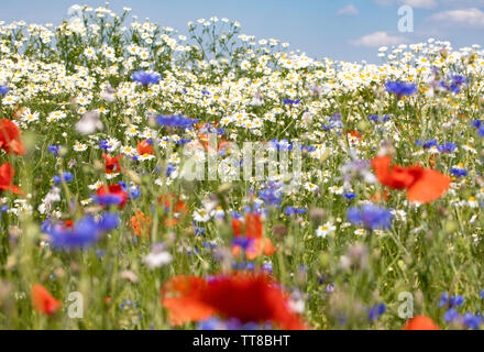 Wiese in der Blüte, Mohn, Margeriten und Kornblumen. Der polnische Frühling, Stockfoto