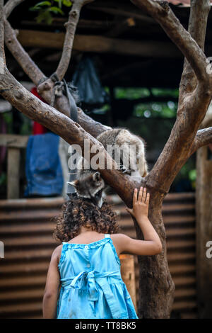 Junge lateinische Mädchen spielen mit ihrem Haustier Waschbär im guatemaltekischen Dorf Stockfoto