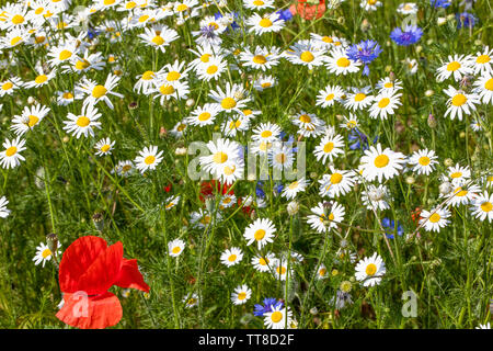 Wiese in der Blüte, Mohn, Margeriten und Kornblumen. Der polnische Frühling, Stockfoto