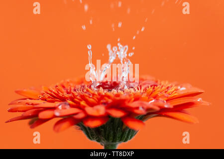 Spritzer aus Wassertropfen, die vor orangefarbenem Hintergrund auf eine orangefarbene Gerbera-Blume fallen Stockfoto