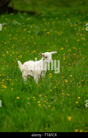 Goldene Guernsey Ziege Stockfoto