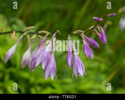 In der Nähe von Blumen auf einem hosta Werk im Sommer Stockfoto