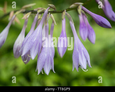 In der Nähe von Blumen auf einem hosta Werk Stockfoto