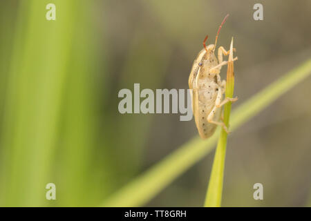 Die Bischofsmütze shieldbug (Aelia acuminata). Surrey, Großbritannien. Stockfoto