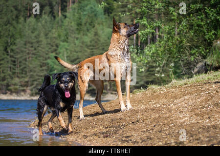 Zwei Hunde (Malinois & Österreichische Pinscher) stehen auf einem Strand Stockfoto