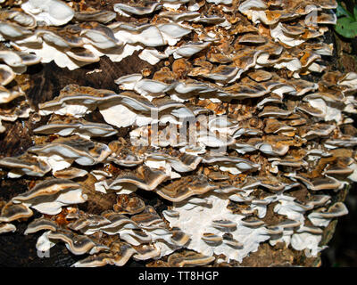 Halterung Pilz wachsen auf einer verfallenden und verwesenden toten Baum, der unten geschnitten wurde und im Oxwich Holz, Oxwich Bay, Gower, Wales, UK gefällt. Stockfoto