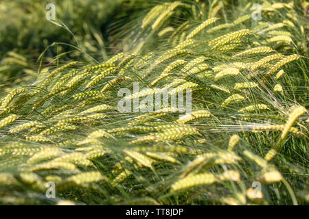 Gerstenfeld im Licht der untergehenden Sonne, lebendige, farbenfrohe Felder mit Mais, Getreide, Niederschlesien, Polen. Stockfoto