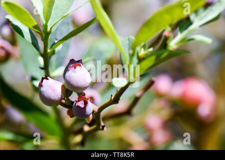 Schöne Nahaufnahme Makro von Heidelbeeren in der Vegetationsperiode auf dem Bauernhof mit frischen grünen Triebe der Blätter und bunten Beeren Stockfoto