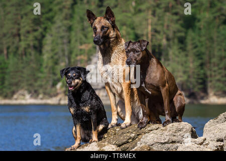 Eine Gruppe von drei Hunde (Österreichische Pinscher, Malinois & Pitbull-Mix) sitzt auf einem Stein an einem See Stockfoto
