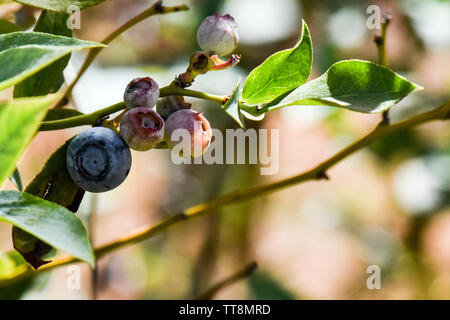 Schöne Nahaufnahme Makro von Heidelbeeren in der Vegetationsperiode auf dem Bauernhof mit frischen grünen Triebe der Blätter und bunten Beeren Stockfoto