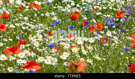 Wiese in der Blüte, Mohn, Margeriten und Kornblumen. Der polnische Frühling, Stockfoto