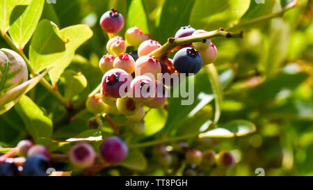 Schöne Nahaufnahme Makro von Heidelbeeren in der Vegetationsperiode auf dem Bauernhof mit frischen grünen Triebe der Blätter und bunten Beeren Stockfoto