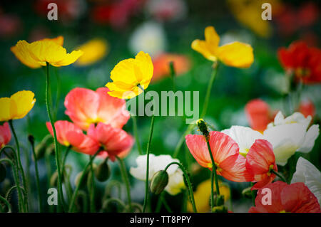 Blumen im Südosten der USA Stockfoto