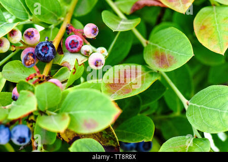 Schöne Nahaufnahme Makro von Heidelbeeren in der Vegetationsperiode auf dem Bauernhof mit frischen grünen Triebe der Blätter und bunten Beeren Stockfoto