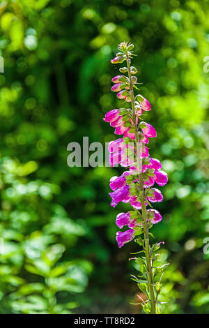 Blumen Fingerhut Digitalis purpurea mit Hintergrundbeleuchtung Stockfoto