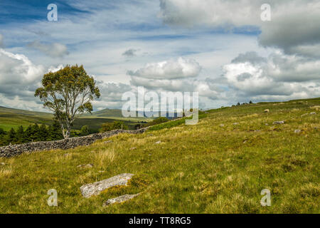 Brecon Beacons Landschaft und ein einsames Eukalyptusbaum, South Wales im Sommer Stockfoto