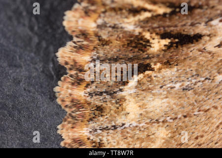Eine Nahaufnahme Makroaufnahme der Skalen auf den Flügeln einer dunklen Bögen Moth, Apamea monoglypha. Die Motte wurde angezogen zu Haus Lichter und seine Musterung o Stockfoto