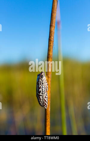 Malte Reed Frog (hyperolius Marmoratus), Okavango Delta, Botswana, Afrika Stockfoto