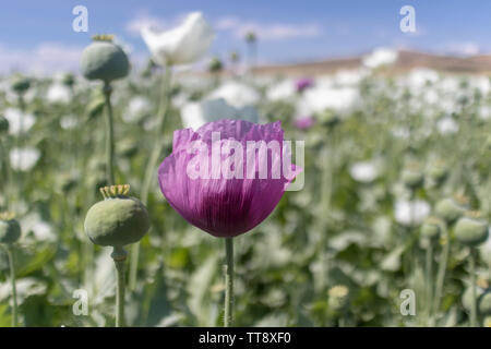 Bereich der Alkaloide Opium poppy Pflanze und Blüte. Es ist wichtig, in der pharmazeutischen Industrie und der Anbau ist begrenzt. Stockfoto