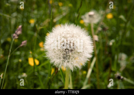 Single Löwenzahn in der Nähe auf der Wiese mit sichtbaren Tröpfchen von Tau. Gelb und Grün. Stockfoto