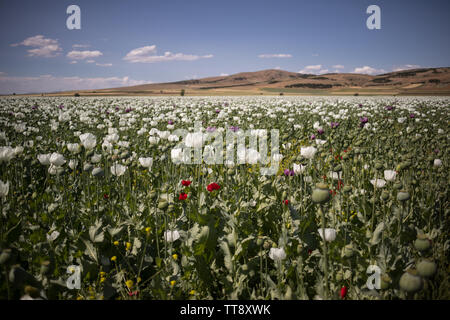 Bereich der Alkaloide Opium poppy Pflanze und Blüte. Es ist wichtig, in der pharmazeutischen Industrie und der Anbau ist begrenzt. Stockfoto