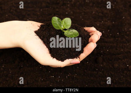 Weibliche Handvoll Erde mit kleinen grünen Pflanze, Nahaufnahme Stockfoto