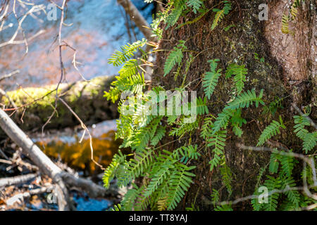 Moose und Farne wachsen auf einem Baum. Stockfoto