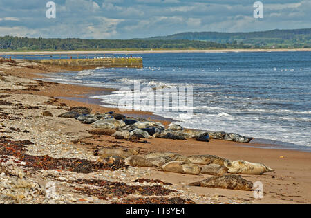 PORTGORDON STRAND Moray in Schottland SEEHUNDE geschleppt, BIS AUF DEN SAND unter die Häuser des Dorfes Stockfoto