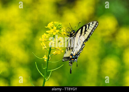 Horizontale Seitenansicht eines Schmetterlings vor einem gelben unscharf Hintergrund mit kopieren. Stockfoto