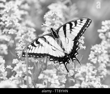 Horizontale schwarze und weiße Schuß auf einen Schmetterling. Sieht aus wie er fliegt über einige kleine Blumen. Stockfoto