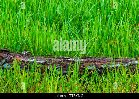 Horizontale geschossen von einem gefallenen Baumstamm horizontal quer Nasse grün frühling gras mit kopieren. Stockfoto