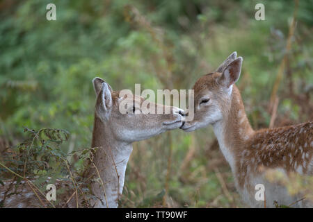 Damwild doe Ihr fawn Waschen Stockfoto