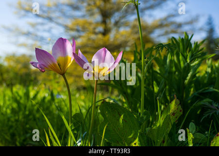 Zwei rosa und gelbe Tulpen wachsen unter grünem Laub. Stockfoto