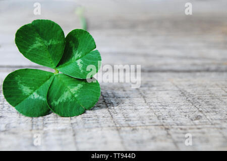 Echten vierblättrigen Kleeblatt auf alten grauen Holztafel, Hintergrund, Nahaufnahme Stockfoto