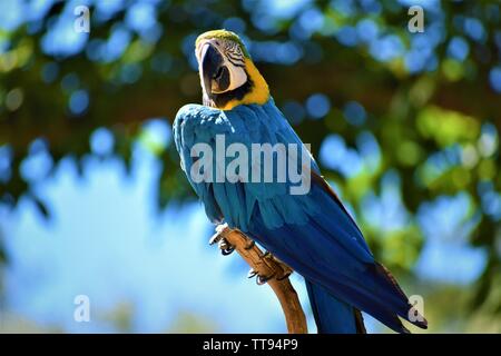 Blauer Ara Posing Stockfoto